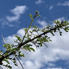 Vachellia nebrownii