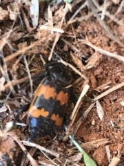 Nicrophorus marginatus
