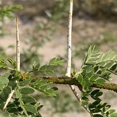 Vachellia nebrownii
