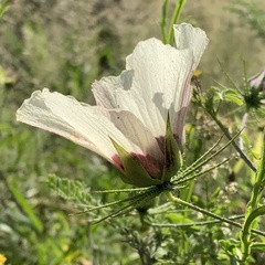 Hibiscus caesius