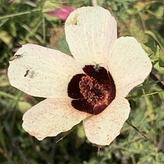 Hibiscus caesius