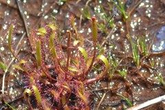 Drosera linearis