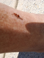 Pseudomethoca simillima