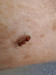 Pseudomethoca simillima