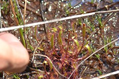 Drosera linearis