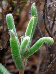 Trichodiadema setuliferum