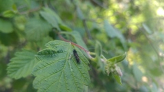 Adela septentrionella