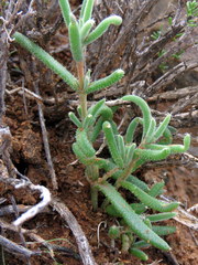 Trichodiadema setuliferum