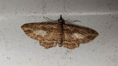 Chloroclystis filata