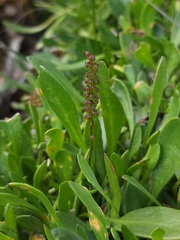 Selliera radicans