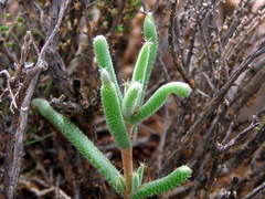 Trichodiadema setuliferum