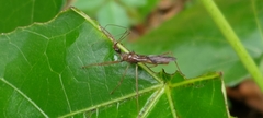 Epidaus sexspinus
