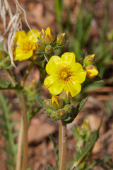 Mentzelia gracilenta