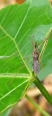 Epidaus sexspinus