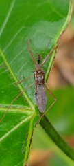 Epidaus sexspinus