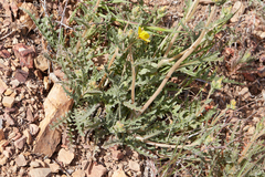 Mentzelia gracilenta