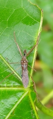Epidaus sexspinus
