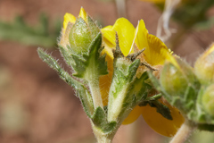 Mentzelia gracilenta