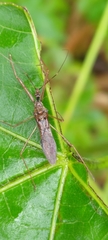 Epidaus sexspinus