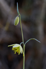 Fritillaria viridea