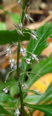 Lysimachia decurrens