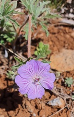 Geranium libanoticum