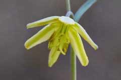 Fritillaria viridea