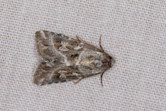 Chaograptis crystallodes