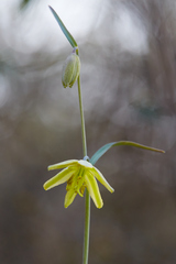Fritillaria viridea