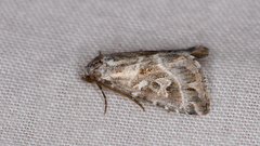 Chaograptis crystallodes