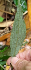 Lysimachia decurrens