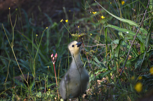Canada Goose photographed in California
