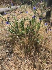 Anchusa strigosa