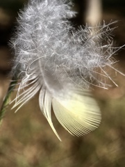 Platycercus elegans flaveolus