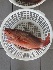 Lutjanus argentimaculatus