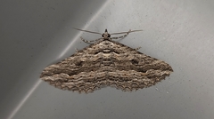 Chrysolarentia severata