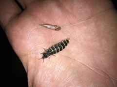 Lampyris fuscata