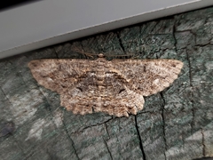 Scioglyptis chionomera