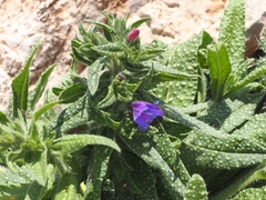 Echium creticum