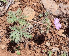 Geranium libanoticum