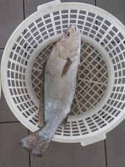 Miichthys miiuy