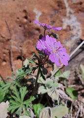 Geranium libanoticum