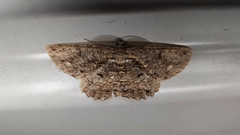 Scioglyptis chionomera