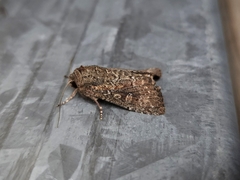 Dasygaster padockina