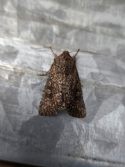 Dasygaster padockina