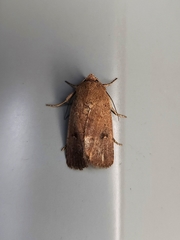 Proteuxoa hypochalchis