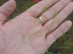 Spermolepis echinata