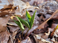 Trillium erectum