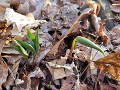 Trillium erectum