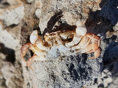 Cyclograpsus audouinii